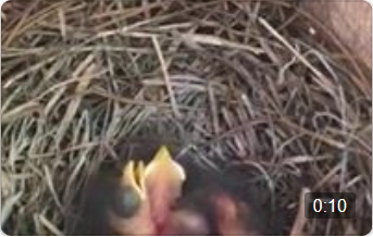 Baby Bluebirds, May 2020