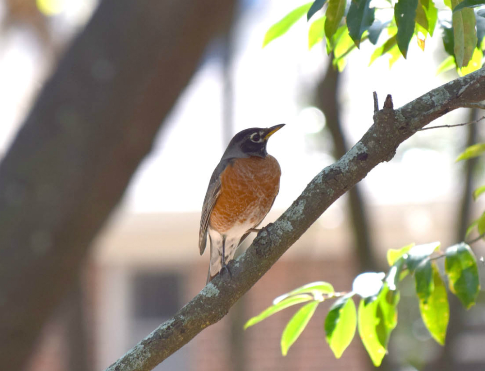 Nature Walk, April 3, 2020
