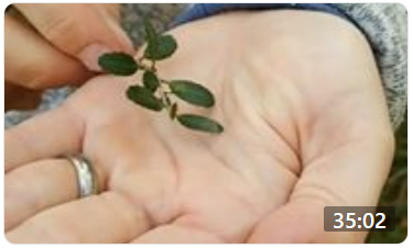 Southeastern Ethnobotany Nature Walk, Nov. 19, 2020