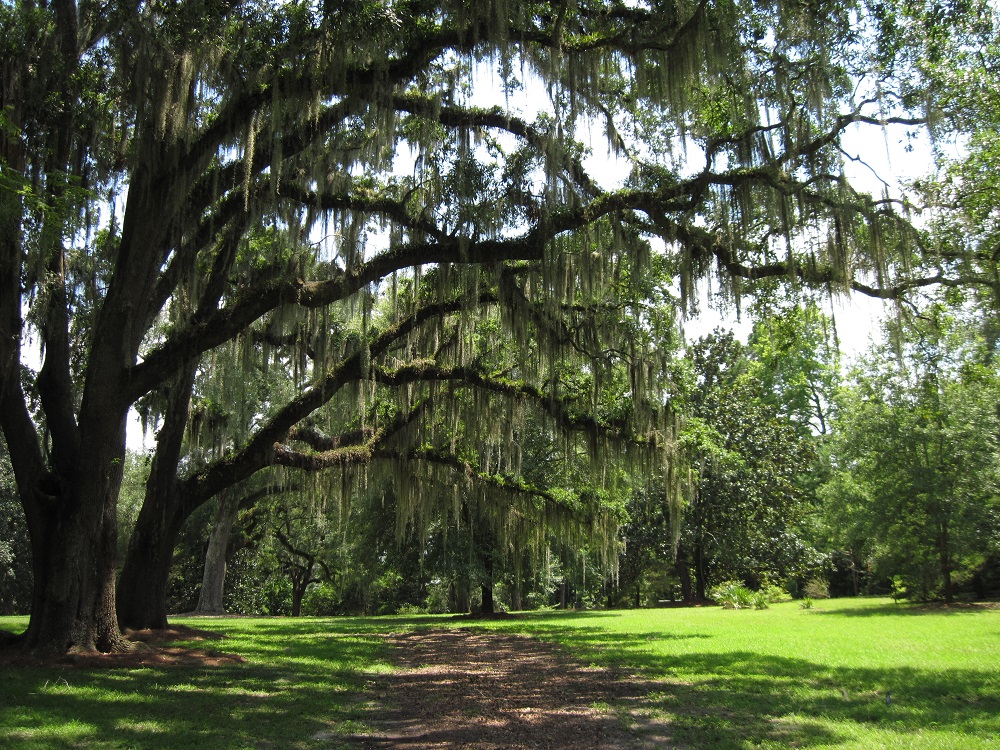 View of west side of The Grove grounds