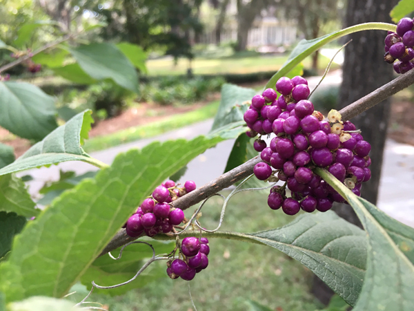 Nature Walk, April 10, 2020