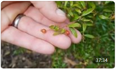 Native Plant Month Nature Walk, Oct. 22, 2020