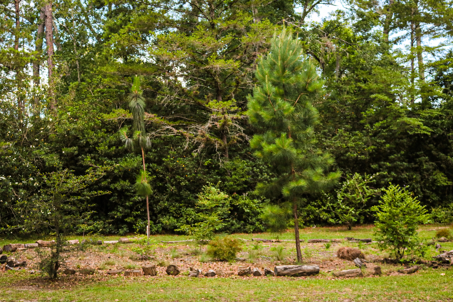 Visible in this view of the Long-leaf Learning Landscape are a spruce pine, wiregrass, two species of native blueberries, and a young long-leaf pine. 