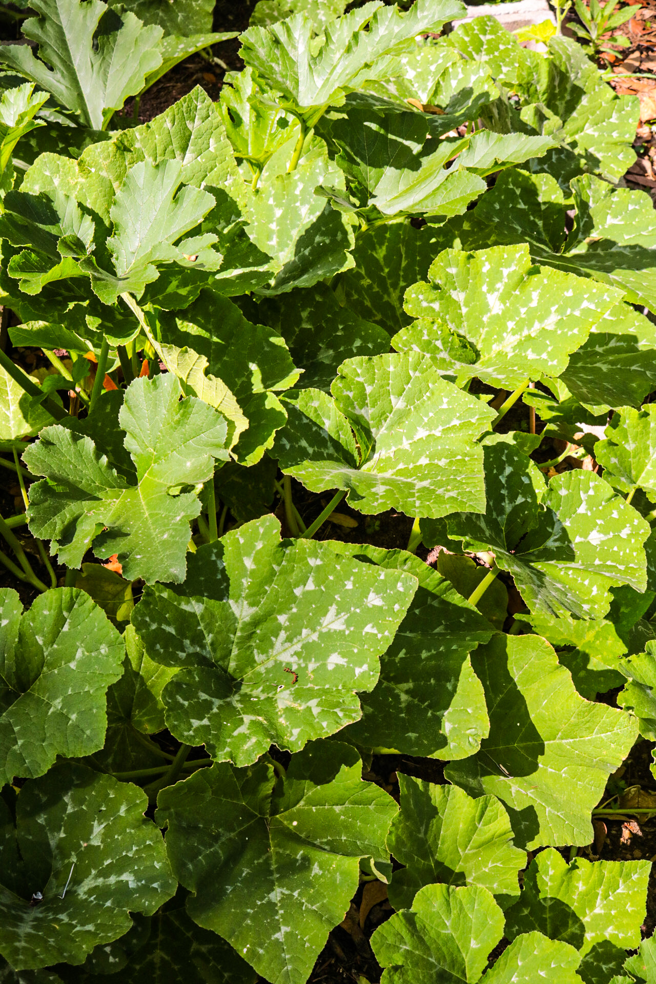 Seminole squash (a cultivated variety of Cucurita moschata) in May 2020. 