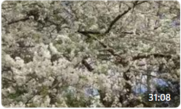 Virtual Nature Walk, March 19, 2021
