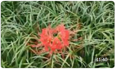Nature Walk, Sept. 24, 2020
